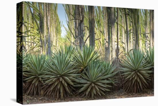 Africa, Madagascar, spiny forest. Sisal plants are along the edge of the deciduous succulent plants-Ellen Goff-Premier Image Canvas