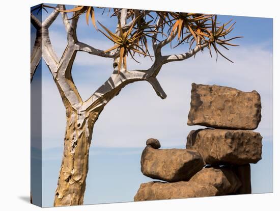 Africa, Namibia. Boulders and Quiver Tree in Giants Playground-Jaynes Gallery-Premier Image Canvas