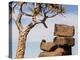 Africa, Namibia. Boulders and Quiver Tree in Giants Playground-Jaynes Gallery-Premier Image Canvas