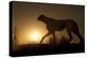 Africa, Namibia. Cheetah silhouette at sunset.-Jaynes Gallery-Premier Image Canvas