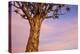 Africa, Namibia. Close Up of Quiver Tree-Jaynes Gallery-Premier Image Canvas