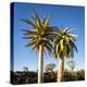 Africa, Namibia. Close Up of Two Quiver Trees-Jaynes Gallery-Premier Image Canvas