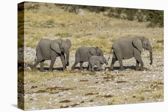 Africa, Namibia, Etosha National Park. Family of elephants walking-Hollice Looney-Premier Image Canvas