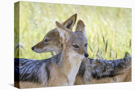 Africa, Namibia, Etosha National Park. Two Black Backed Jackals-Jaynes Gallery-Premier Image Canvas