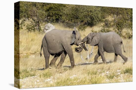 Africa, Namibia, Etosha National Park. Young elephants playing-Hollice Looney-Premier Image Canvas