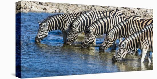 Africa, Namibia, Etosha National Park, Zebras at the Watering Hole-Hollice Looney-Premier Image Canvas