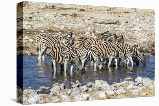 Africa, Namibia, Etosha National Park, Zebras at the Watering Hole-Hollice Looney-Premier Image Canvas