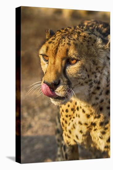 Africa, Namibia, Keetmanshoop. Cheetah at the Quiver tree Forest Rest Camp-Hollice Looney-Premier Image Canvas