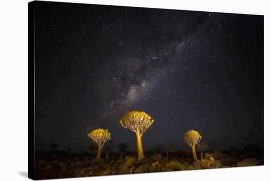 Africa, Namibia, Keetmanshoop. Milky Way over the Quiver tree Forest-Hollice Looney-Premier Image Canvas