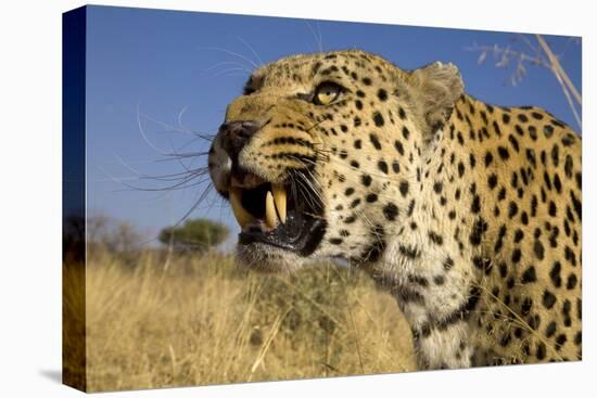 Africa, Namibia. Leopard Snarling-Jaynes Gallery-Premier Image Canvas