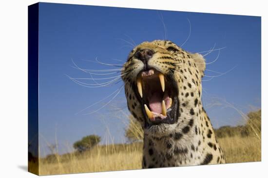 Africa, Namibia. Leopard Snarling-Jaynes Gallery-Premier Image Canvas