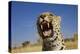 Africa, Namibia. Leopard Snarling-Jaynes Gallery-Premier Image Canvas