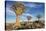 Africa, Namibia. Quiver Trees and Boulders-Jaynes Gallery-Premier Image Canvas