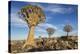 Africa, Namibia. Quiver Trees and Boulders-Jaynes Gallery-Premier Image Canvas