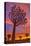 Africa, Namibia. Quiver trees at sunset.-Jaynes Gallery-Premier Image Canvas