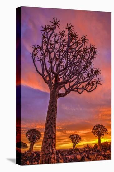 Africa, Namibia. Quiver trees at sunset.-Jaynes Gallery-Premier Image Canvas