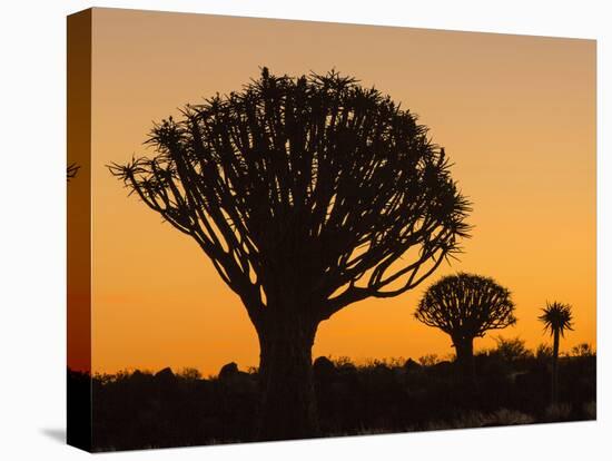 Africa, Namibia. Quiver Trees at Twilight-Jaynes Gallery-Premier Image Canvas