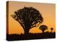 Africa, Namibia. Quiver Trees at Twilight-Jaynes Gallery-Premier Image Canvas