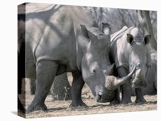 Africa, Namibia. White Rhino Mother and Calf-Jaynes Gallery-Premier Image Canvas