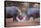 Africa, Namibia. White Rhinos Fighting-Jaynes Gallery-Premier Image Canvas