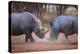 Africa, Namibia. White Rhinos Fighting-Jaynes Gallery-Premier Image Canvas