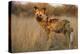 Africa, Namibia. Wild Dog Close-Up-Jaynes Gallery-Premier Image Canvas