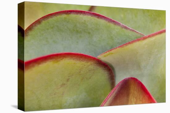 Africa, Namibia, Windhoek. Close Up of Succulent Leaves-Jaynes Gallery-Premier Image Canvas