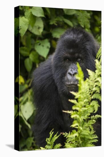 Africa. Rwanda. Female mountain gorilla at Volcanoes National Park.-Ralph H^ Bendjebar-Premier Image Canvas