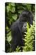 Africa. Rwanda. Female mountain gorilla at Volcanoes National Park.-Ralph H^ Bendjebar-Premier Image Canvas