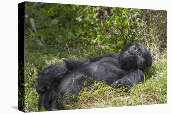 Africa, Rwanda, Volcanoes National Park. Blackback gorilla watching us.-Ellen Goff-Premier Image Canvas