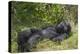 Africa, Rwanda, Volcanoes National Park. Blackback gorilla watching us.-Ellen Goff-Premier Image Canvas