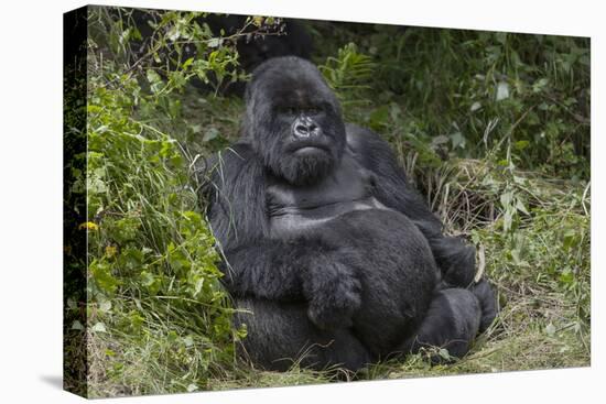 Africa, Rwanda, Volcanoes National Park. Blackback gorilla watching us.-Ellen Goff-Premier Image Canvas