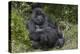 Africa, Rwanda, Volcanoes National Park. Blackback gorilla watching us.-Ellen Goff-Premier Image Canvas