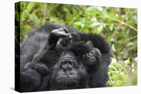 Africa, Rwanda, Volcanoes National Park. Female mountain gorilla cuddling its young.-Ellen Goff-Premier Image Canvas