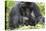 Africa, Rwanda, Volcanoes National Park. Female mountain gorilla with her young.-Ellen Goff-Premier Image Canvas