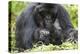 Africa, Rwanda, Volcanoes National Park. Female mountain gorilla with her young.-Ellen Goff-Premier Image Canvas