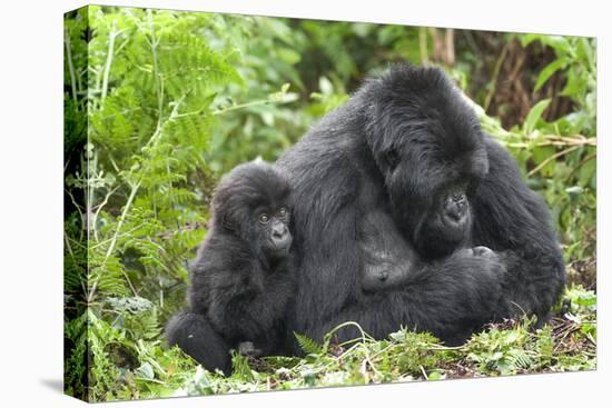 Africa, Rwanda, Volcanoes National Park. Female mountain gorilla with young by her side.-Ellen Goff-Premier Image Canvas