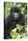 Africa, Rwanda, Volcanoes National Park. Juvenile mountain gorilla watching us curiously.-Ellen Goff-Premier Image Canvas