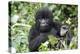 Africa, Rwanda, Volcanoes National Park. Juvenile mountain gorilla watching us curiously.-Ellen Goff-Premier Image Canvas