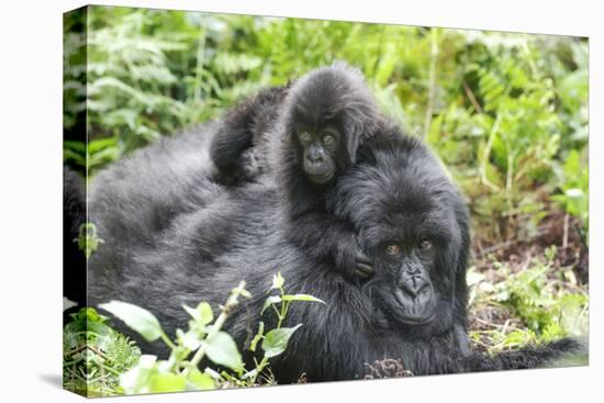 Africa, Rwanda, Volcanoes National Park. Mother mountain gorilla with its young playing on its back-Ellen Goff-Premier Image Canvas