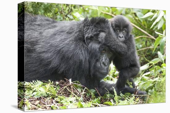 Africa, Rwanda, Volcanoes National Park. Mother mountain gorilla with its young playing on its back-Ellen Goff-Premier Image Canvas