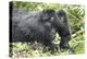 Africa, Rwanda, Volcanoes National Park. Mother mountain gorilla with its young playing on its back-Ellen Goff-Premier Image Canvas