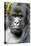 Africa, Rwanda, Volcanoes National Park. Portrait of a silverback mountain gorilla.-Ellen Goff-Premier Image Canvas