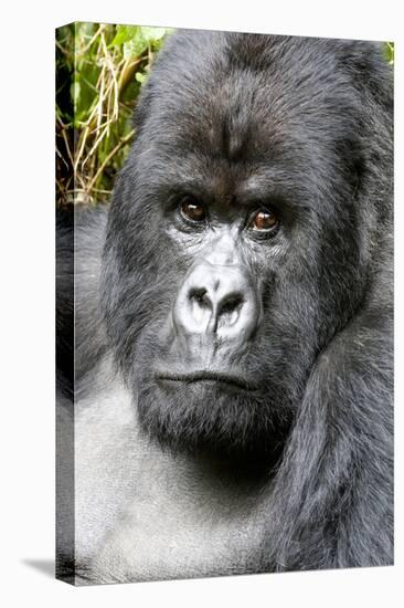 Africa, Rwanda, Volcanoes National Park. Portrait of a silverback mountain gorilla.-Ellen Goff-Premier Image Canvas