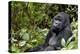 Africa, Rwanda, Volcanoes National Park. Portrait of a silverback mountain gorilla.-Ellen Goff-Premier Image Canvas