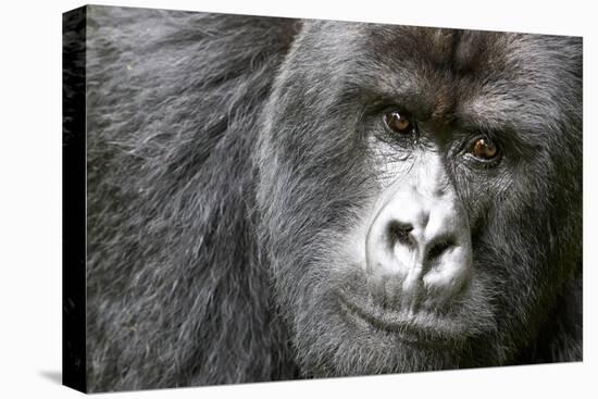 Africa, Rwanda, Volcanoes National Park. Portrait of a silverback mountain gorilla.-Ellen Goff-Premier Image Canvas