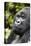 Africa, Rwanda, Volcanoes National Park. Portrait of a silverback mountain gorilla.-Ellen Goff-Premier Image Canvas