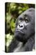 Africa, Rwanda, Volcanoes National Park. Portrait of a silverback mountain gorilla.-Ellen Goff-Premier Image Canvas