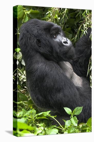 Africa, Rwanda, Volcanoes National Park. Portrait of a silverback mountain gorilla.-Ellen Goff-Premier Image Canvas