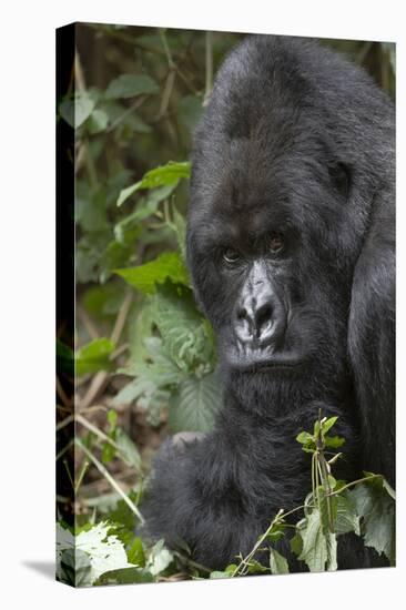 Africa, Rwanda, Volcanoes National Park. Portrait of a silverback mountain gorilla.-Ellen Goff-Premier Image Canvas